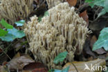 Bleke koraalzwam (Ramaria pallida) 