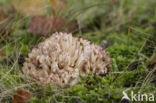 Ramaria botrytis