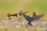 Boerenzwaluw (Hirundo rustica)