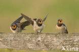 Boerenzwaluw (Hirundo rustica)