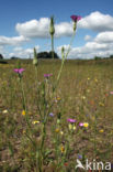 Bolderik (Agrostemma githago) 