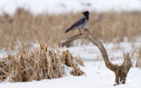 Hooded Crow (Corvus cornix)