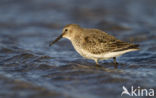 Bonte Strandloper (Calidris alpina)