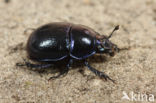 Dung beetle (Geotrupes stercorosus)