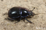 Bosmestkever (Geotrupes stercorosus)