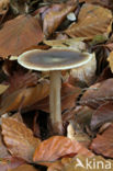 Butter Cap (Collybia butyracea)