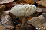 Butter Cap (Collybia butyracea)