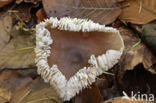 Butter Cap (Collybia butyracea)