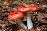 Braakrussula (Russula emetica)