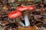 Braakrussula (Russula emetica)