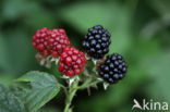 Bramble (Rubus spec)