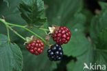 Bramble (Rubus spec)