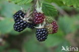 Bramble (Rubus spec)