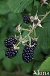 Bramble (Rubus spec)