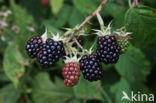 Bramble (Rubus spec)