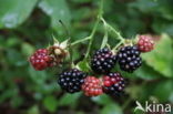 Bramble (Rubus spec)