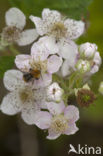 Bramble (Rubus spec)