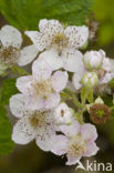 Bramble (Rubus spec)