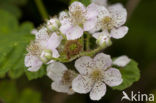 Bramble (Rubus spec)