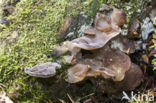 Bruine anijszwam (Lentinellus cochleatus)