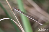 Bruine winterjuffer (Sympecma fusca) 