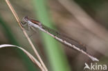 Bruine winterjuffer (Sympecma fusca) 