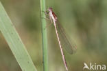 Bruine winterjuffer (Sympecma fusca) 