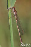 Bruine winterjuffer (Sympecma fusca) 