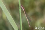 Bruine winterjuffer (Sympecma fusca) 