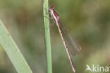 Bruine winterjuffer (Sympecma fusca) 