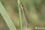 Bruine winterjuffer (Sympecma fusca) 