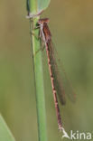 Bruine winterjuffer (Sympecma fusca) 