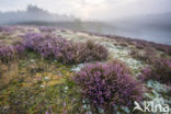 Brunssummerheide