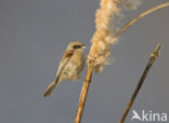 Eurasian Penduline-Tit (Remiz pendulinus)