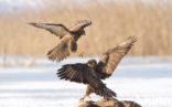 Common Buzzard (Buteo buteo)