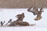 Common Buzzard (Buteo buteo)