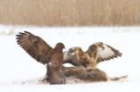 Common Buzzard (Buteo buteo)