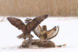 Buizerd (Buteo buteo)