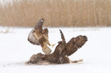 Common Buzzard (Buteo buteo)