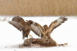 Common Buzzard (Buteo buteo)