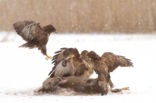 Common Buzzard (Buteo buteo)