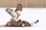 Common Buzzard (Buteo buteo)