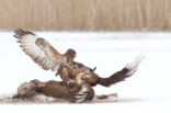 Common Buzzard (Buteo buteo)