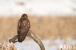 Buizerd (Buteo buteo)