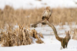 Common Buzzard (Buteo buteo)