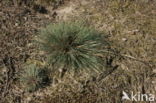 Grey Hair-grass (Corynephorus canescens)
