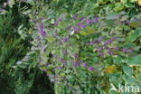 Callicarpa tomentosa