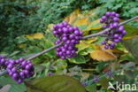 Callicarpa tomentosa