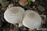 Champignon (Agaricus spec.)