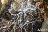 Mushroom spawn nematode (Ditylenchus myceliophagus)